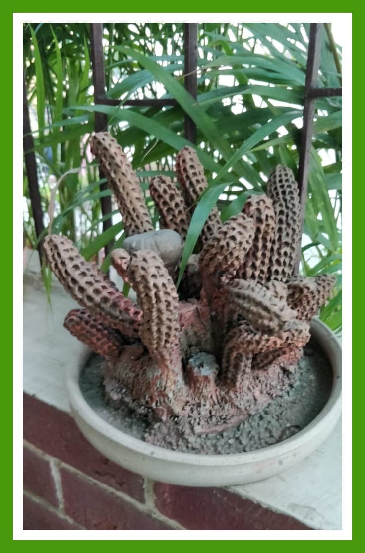 Cactus in Clay Pot