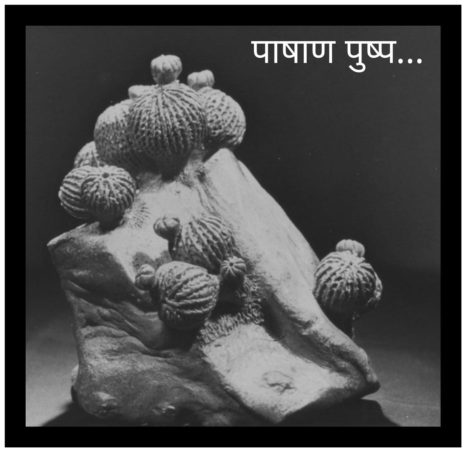 Pashan Pushp